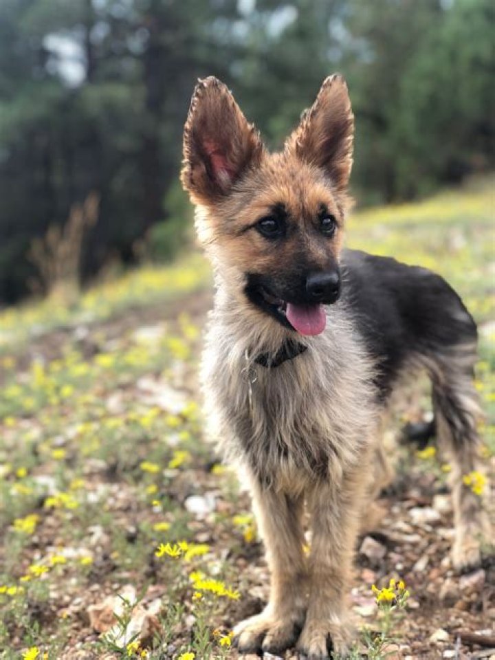 Are There Dwarf German Shepherds
