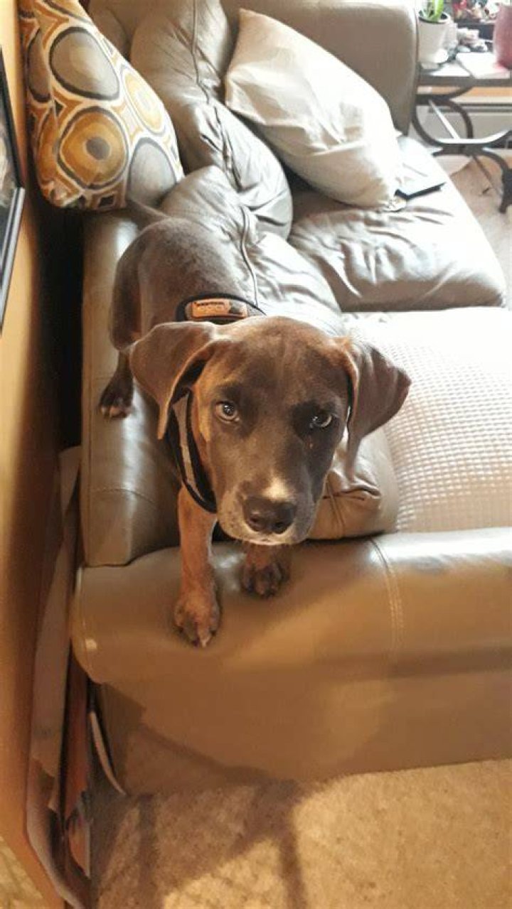 Because4paws