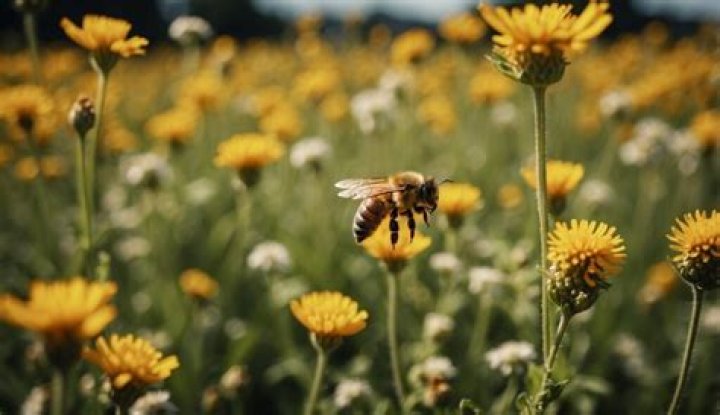 Bee's Instagram, Twitter & Facebook on IDCrawl
