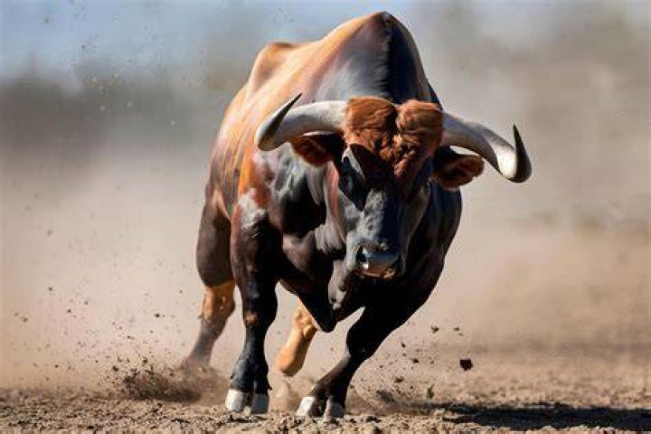 Bull