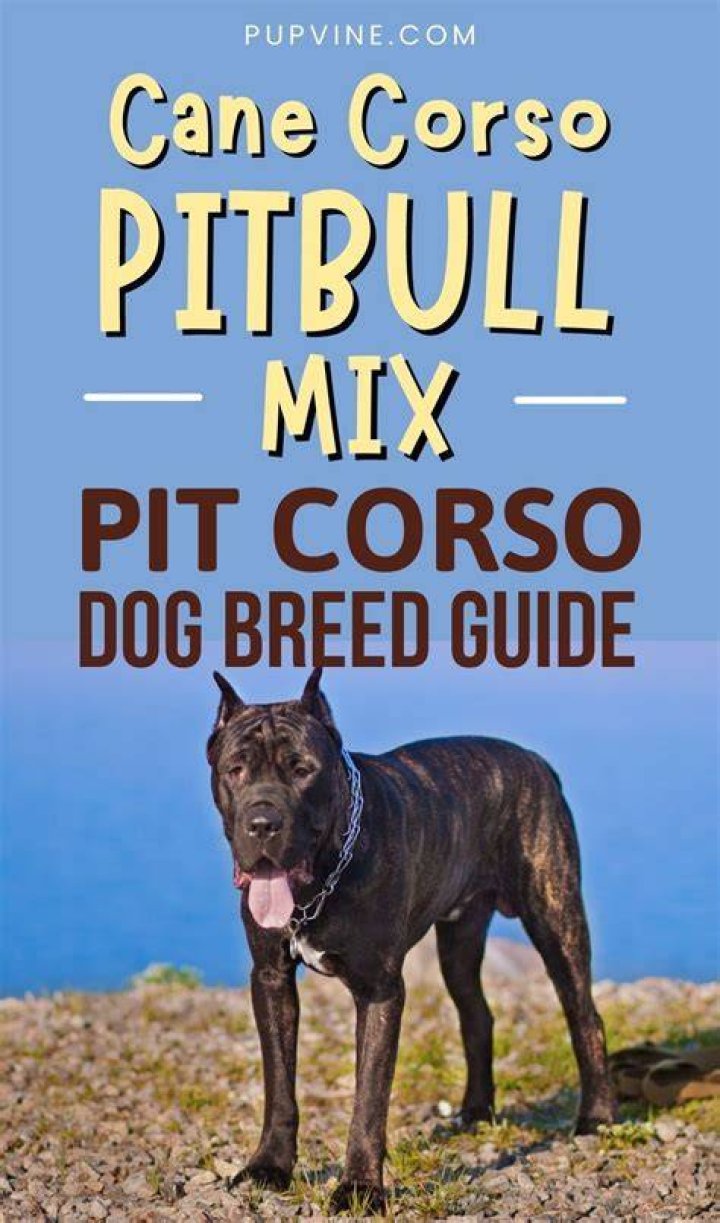 Cane Corso Pitbull Mix Pit Corso Dog Breed Guide