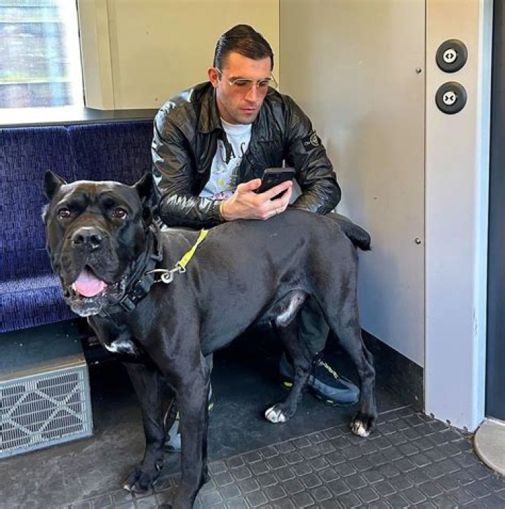 CANE CORSO x XL BULLY in Epping, Essex Gumtree