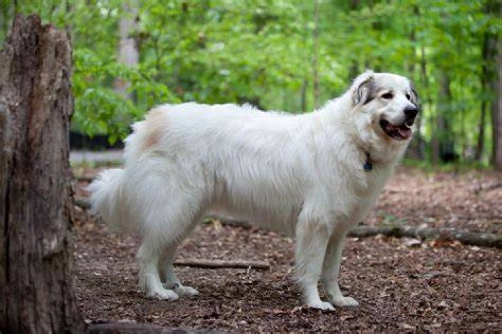 Casper the Great Pyrenees Sheepdog in Kills 8 coyotes in