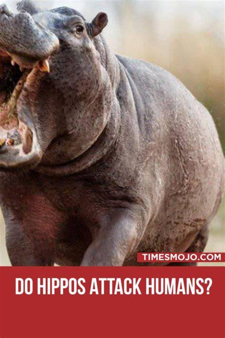 Do hippos attack humans? TimesMojo