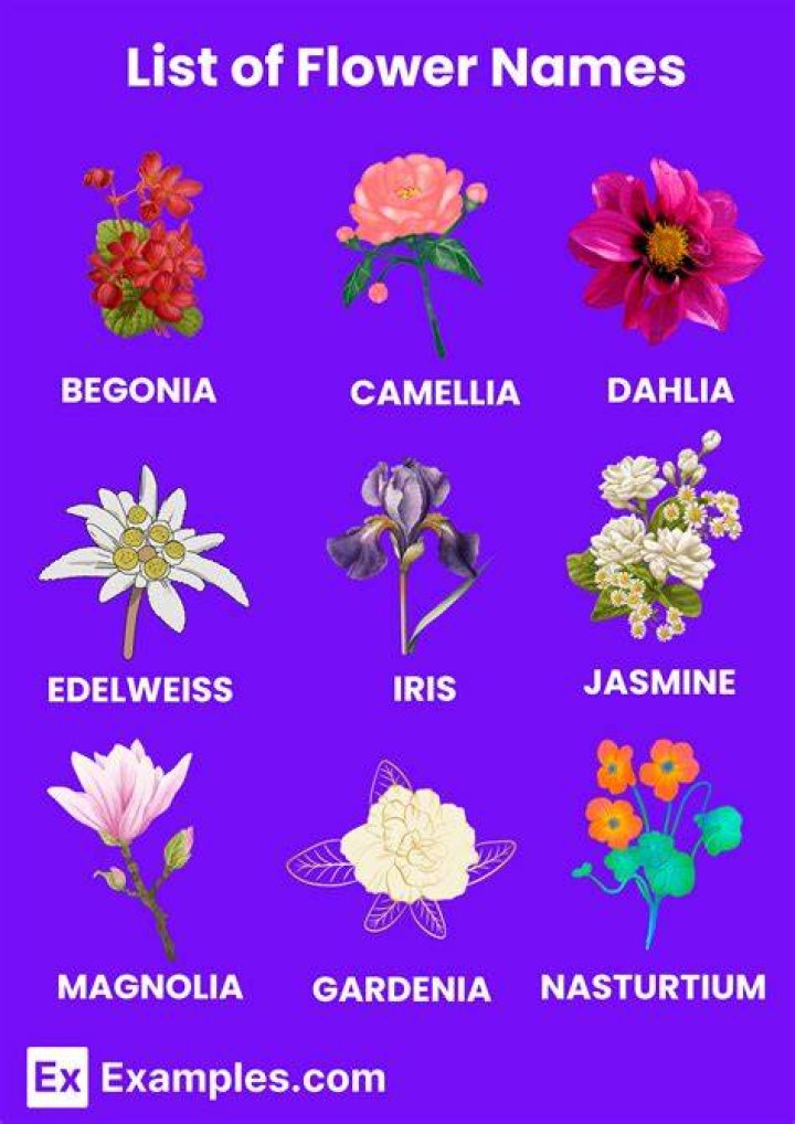 images pulled from Flower names, Flowers, Plants