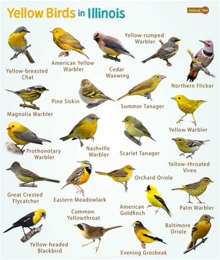 Is The Yellow Birds a True Story? Plot and Ending Explained News