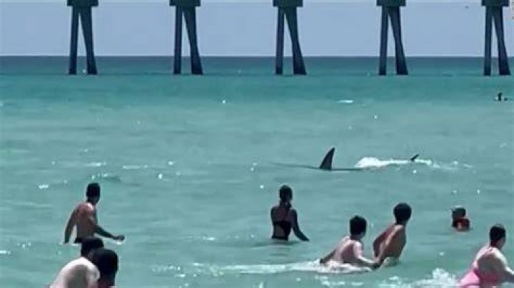 Latest shark attacks Cocoa Beach shark attack, slew of encounters