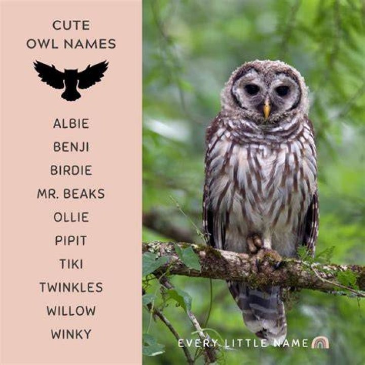 Owl Names (500+ Cute & Cool, Male & Female Ideas)