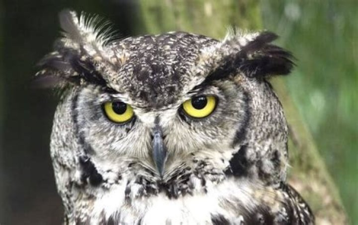Owl Names The 300 Most Popular Names for Owls PetPress