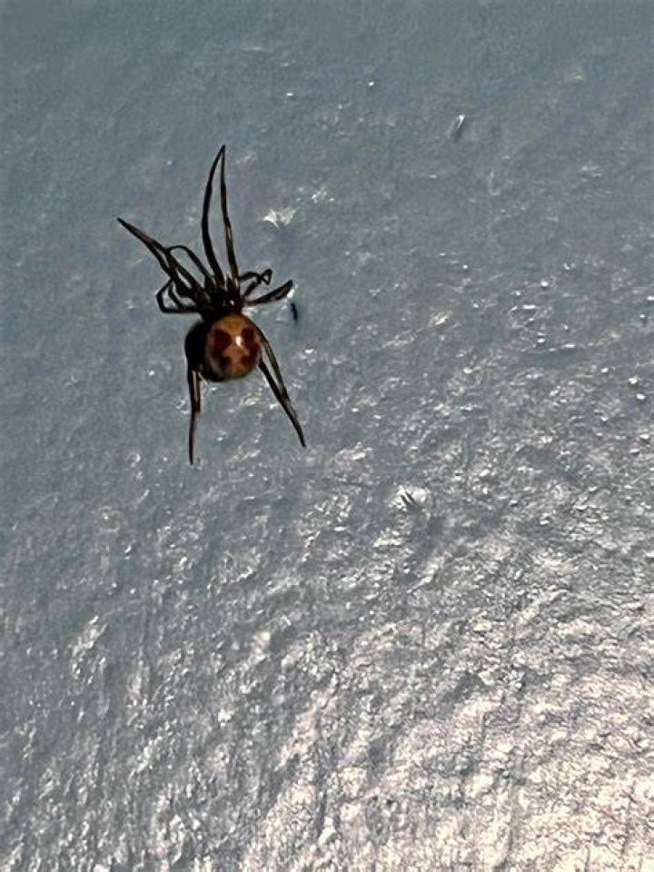 "She Looks Nasty as Hell" Megan Thee Stallion's Opening Day 2023