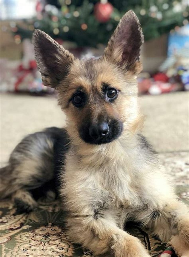 This Tiny Dwarf German Shepherd Will Always Be A Puppy in 2021 Cute