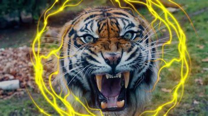Tiger That Attacked 'Siegfried and Roy' Star Dies