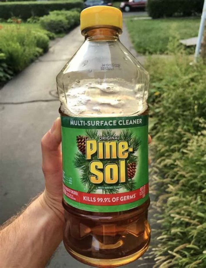 Using Pine Sol To Keep Mice Away (Here's How) Pest Pointers