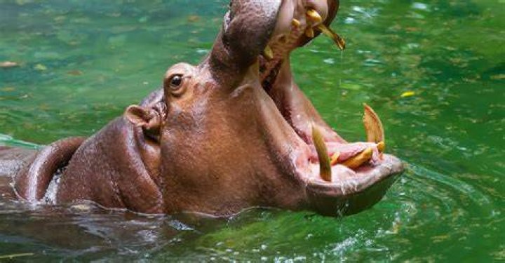 What Biome Do Hippos Live In? Build a Stash